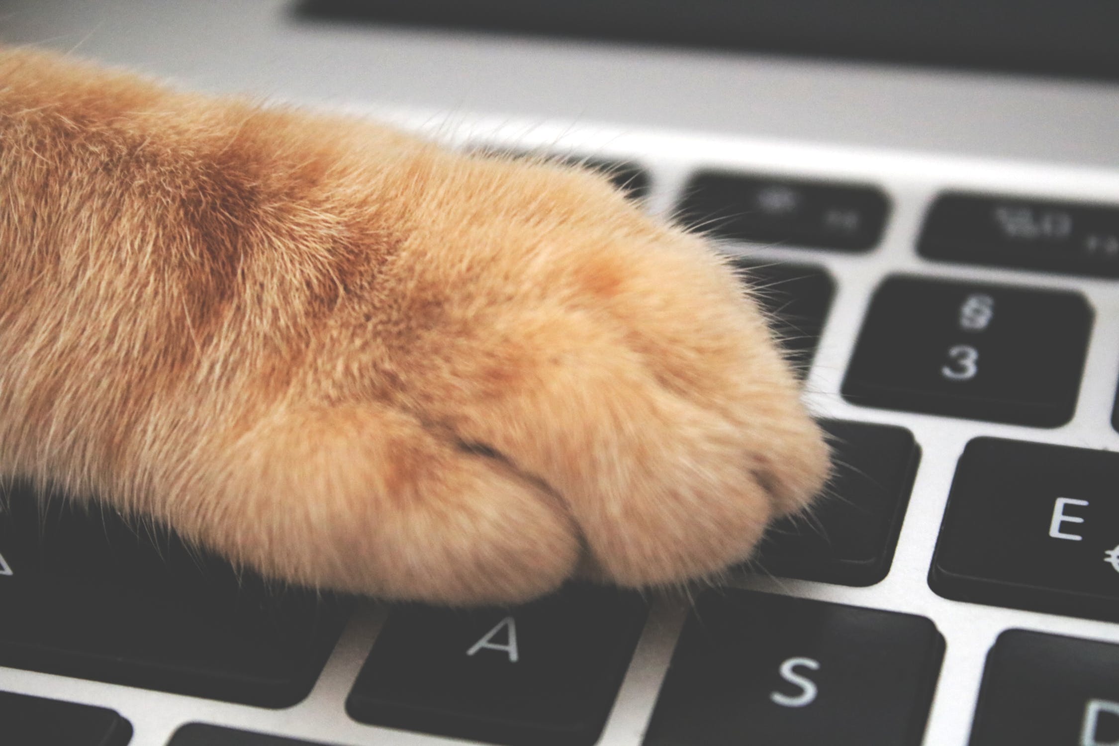 kattepote på tastatur